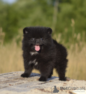 Photo №2 to announcement № 11390 for the sale of pomeranian - buy in Belarus private announcement