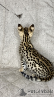Photo №4. I will sell savannah cat in the city of Москва. from nursery - price - 8969$