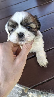 Photo №3. Perfect Shih Tzu puppies, girls available.. Estonia