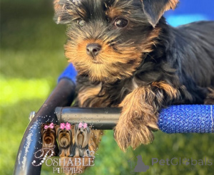 Photo №1. yorkshire terrier - for sale in the city of ANSUBRG | negotiated | Announcement № 157156