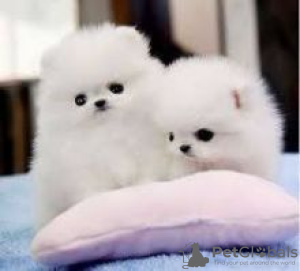 Photo №1. pomeranian - for sale in the city of Аугсбург | Is free | Announcement № 82514