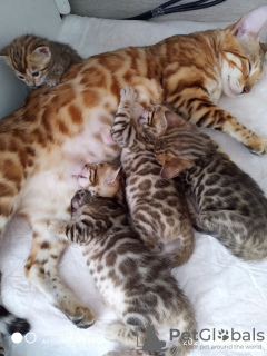 Photo №2 to announcement № 12099 for the sale of bengal cat - buy in Russian Federation breeder