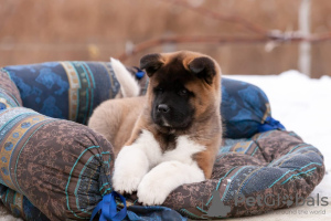 Photo №4. I will sell american akita in the city of Grodno. private announcement, breeder - price - 1456$