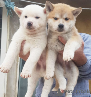 Photo №1. akita - for sale in the city of Кирк Майкл | 607$ | Announcement № 8731