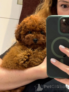 Photo №2 to announcement № 154728 for the sale of poodle (toy) - buy in United Kingdom private announcement
