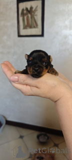 Photo №4. I will sell yorkshire terrier in the city of Meljine. private announcement, from the shelter - price - 774$