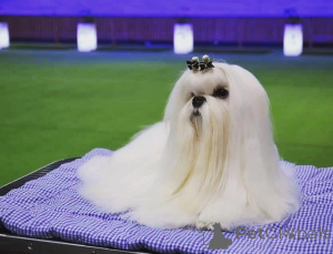 Photo №3. Korean maltese puppies . Czech Republic