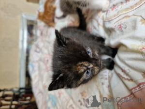 Photo №1. domestic cat - for sale in the city of Armadale | 1500$ | Announcement № 104268