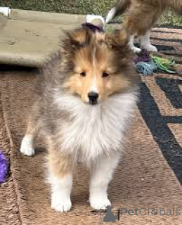 Photo №3. Shetland Sheepdog-puppy's te koop. Belgium
