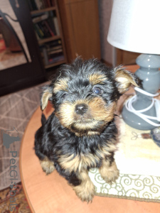 Photo №1. beaver yorkshire terrier, yorkshire terrier - for sale in the city of Pärnu | 671$ | Announcement № 161491