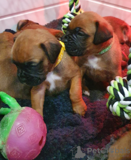 Additional photos: Boxer puppies for sale