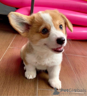Photo №1. welsh corgi - for sale in the city of Helsinki | negotiated | Announcement № 83465