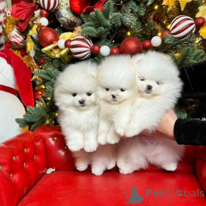 Photo №1. pomeranian - for sale in the city of Chemnitz | 568$ | Announcement № 160519