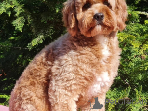 Photo №3. Cavapoo puppies available now. Germany