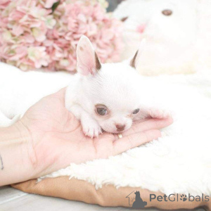 Photo №4. I will sell  in the city of Bethlehem of Galilee.  - price - negotiated