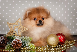 Photo №1. pomeranian - for sale in the city of Минск | 1893$ | Announcement № 4718