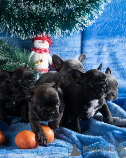 Photo №2 to announcement № 29513 for the sale of french bulldog - buy in Russian Federation from nursery