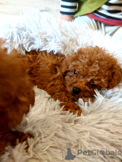 Photo №1. poodle (toy) - for sale in the city of Jarosławki | negotiated | Announcement № 85407