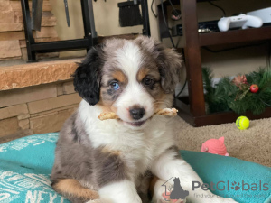 Photo №1. australian shepherd - for sale in the city of Даллас | 500$ | Announcement № 37538