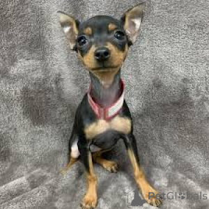 Photo №2 to announcement № 136213 for the sale of miniature pinscher - buy in United Kingdom 