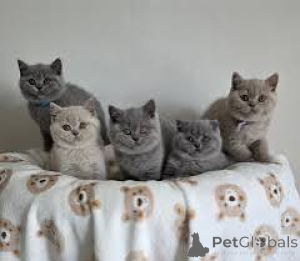Photo №1. british shorthair - for sale in the city of Antwerp | 516$ | Announcement № 172692