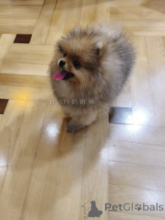 Photo №4. I will sell pomeranian in the city of Tbilisi. private announcement, from nursery, breeder - price - negotiated