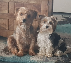 Photo №4. I will sell maltese dog in the city of Barcelona. breeder - price - 471$