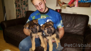 Photo №1. german shepherd - for sale in the city of Berlin | 400$ | Announcement № 56582
