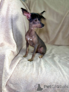 Photo №1. chinese crested dog - for sale in the city of Minsk | 403$ | Announcement № 169130