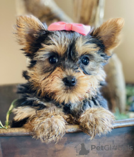 Photo №1. yorkshire terrier - for sale in the city of Fort Lauderdale | 450$ | Announcement № 50803