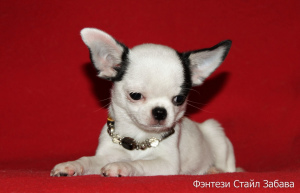 Photo №1. chihuahua - for sale in the city of Pinery | 325$ | Announcement № 1913