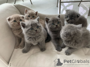 Photo №1. scottish fold - for sale in the city of Riga | negotiated | Announcement № 89588