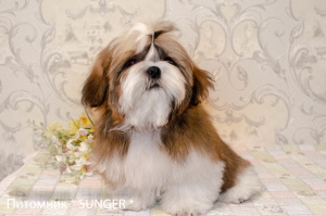 Photo №1. shih tzu - for sale in the city of Krivoy Rog | 553$ | Announcement № 4278