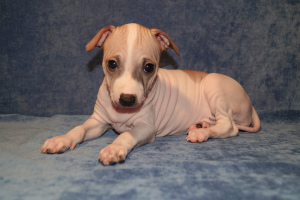 Photo №1. american hairless terrier - for sale in the city of Yekaterinburg | negotiated | Announcement № 6898