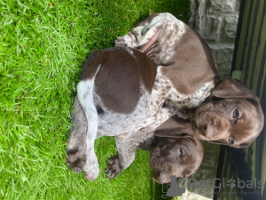 Additional photos: German Shorthaired Pointer Puppies for sale