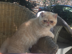 Photo №2 to announcement № 3382 for the sale of exotic shorthair - buy in Russian Federation breeder