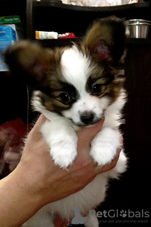 Photo №1. papillon dog - for sale in the city of Dnipro | 700$ | Announcement № 40852
