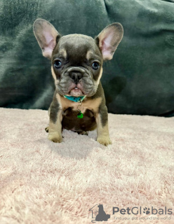 Photo №2 to announcement № 130886 for the sale of french bulldog - buy in Germany private announcement