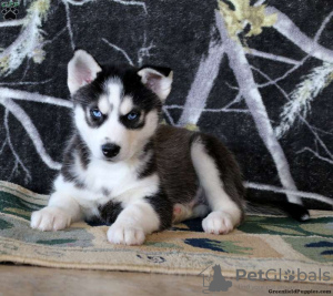 Photo №4. I will sell siberian husky in the city of Даллас.  - price - 330$