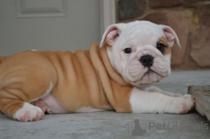 Photo №2 to announcement № 136962 for the sale of english bulldog - buy in Switzerland breeder