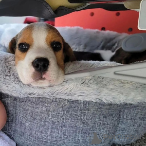 Photo №2 to announcement № 124730 for the sale of beagle - buy in Germany private announcement