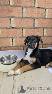 Photo №2 to announcement № 139049 for the sale of non-pedigree dogs - buy in Russian Federation private announcement