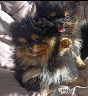 Photo №2 to announcement № 104178 for the sale of pomeranian - buy in Serbia 