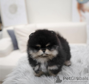 Photo №2 to announcement № 103369 for the sale of pomeranian - buy in United States from nursery