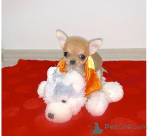 Photo №3. Chihuahua puppies for adoption. Germany