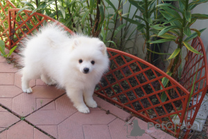 Photo №1. pomeranian - for sale in the city of Москва | 325$ | Announcement № 56173