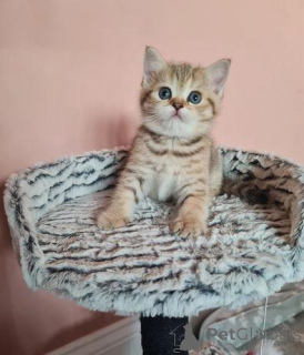 Photo №2 to announcement № 172847 for the sale of scottish fold - buy in Denmark private announcement
