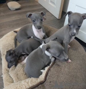 Photo №1. italian greyhound - for sale in the city of Vienna | negotiated | Announcement № 166903