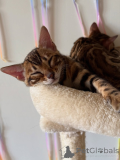 Photo №4. I will sell bengal cat in the city of Helsinki. private announcement, from the shelter - price - 568$