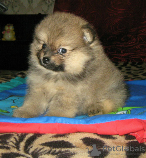 Additional photos: Pomeranian Spitz, sable puppies!